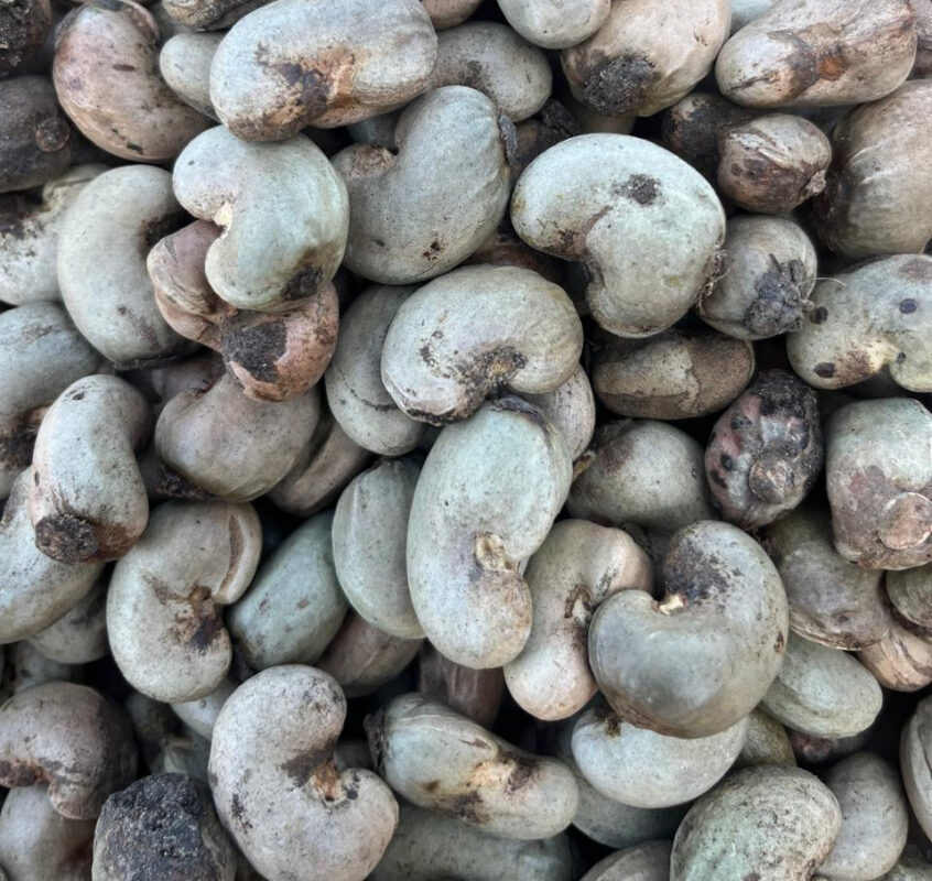 raw cashew